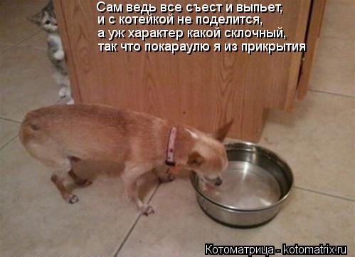 Котоматрица: Сам ведь все съест и выпьет, и с котейкой не поделится, а уж характер какой склочный, так что покараулю я из прикрытия