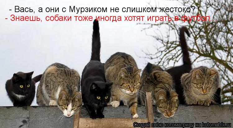 Котоматрица: - Вась, а они с Мурзиком не слишком жестоко? - Знаешь, собаки тоже иногда хотят играть в футбол...