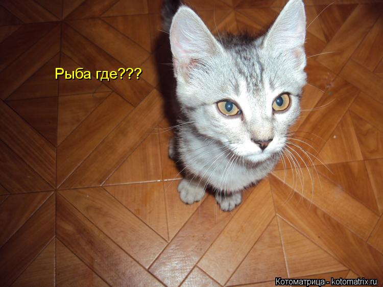 Котоматрица: Рыба где???