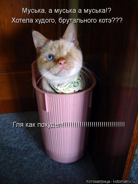 Котоматрица: Муська, а муська а муська!? Хотела худого, брутального котэ??? Гля как похудел!!!!!!!!!!!!!!!!!!!!!!!!!!!!!!!!