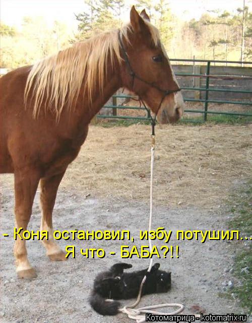 Котоматрица: - Коня остановил, избу потушил... Я что - БАБА?!!