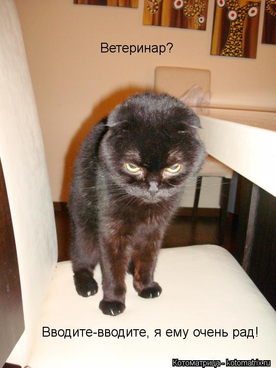 Котоматрица: Ветеринар? Вводите-вводите, я ему очень рад!