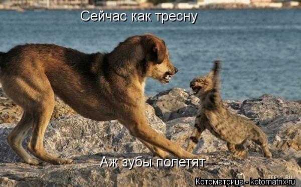 Котоматрица: Сейчас как тресну Аж зубы полетят
