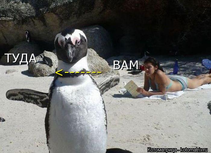 Котоматрица: ВАМ ТУДА <-------