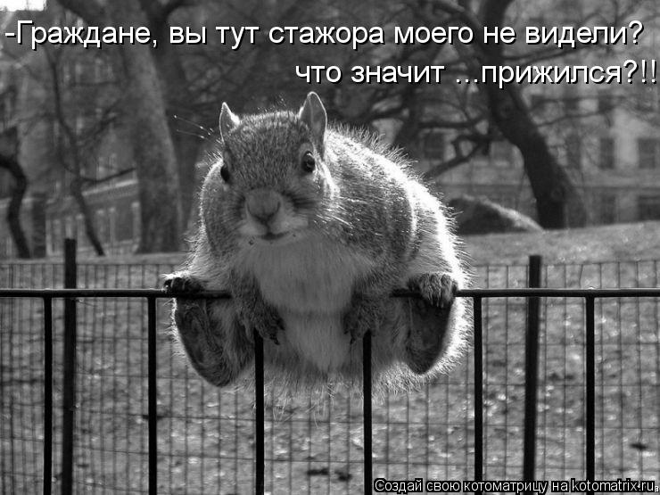 -Граждане, вы тут стажора моего не видели? что значит ...прижился?!!... Котоматрица: -Граждане, вы тут стажора моего не видели? что значит ...прижился?!!