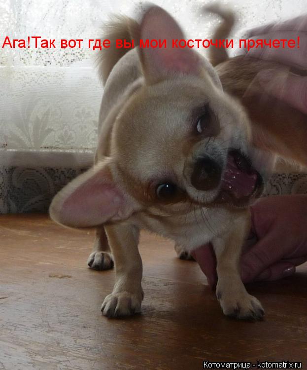 Котоматрица: Ага!Так вот где вы мои косточки прячете!