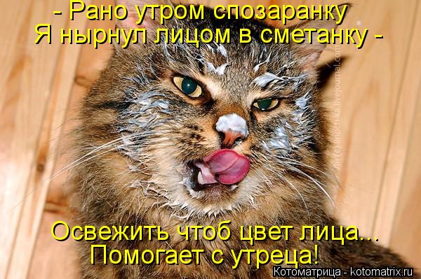 Котоматрица: - Рано утром спозаранку Я нырнул лицом в сметанку -  Освежить чтоб цвет лица... Помогает с утреца!