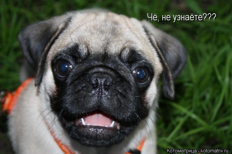 Котоматрица: Чё, не узнаёте???