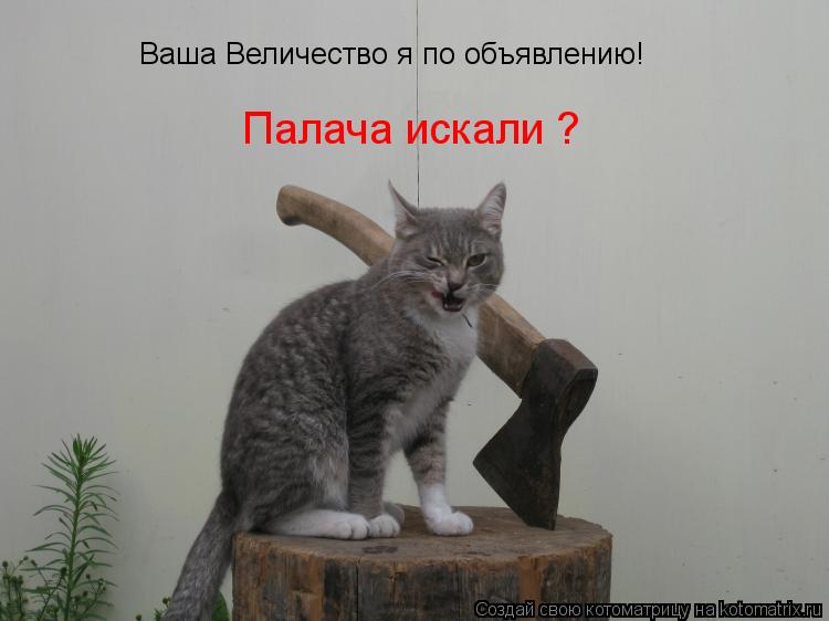 Котоматрица: Ваша Величество я по объявлению! Палача искали ?