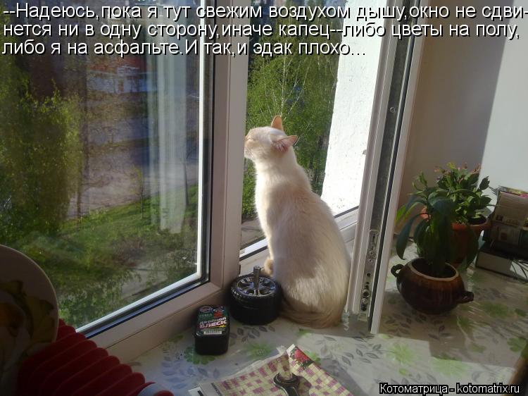 Котоматрица: --Надеюсь,пока я тут свежим воздухом дышу,окно не сдви- нется ни в одну сторону,иначе капец--либо цветы на полу, либо я на асфальте.И так,и эдак
