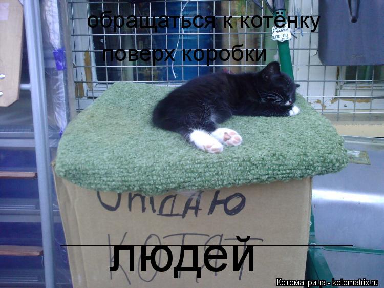 Котоматрица: ______________________________________ людей обращаться к котёнку  поверх коробки