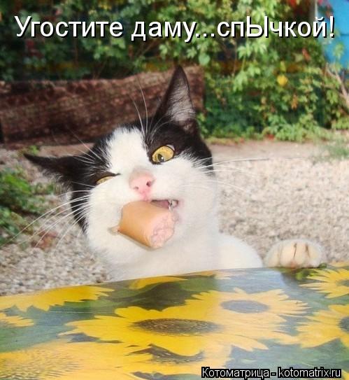 Котоматрица: Угостите даму...спЫчкой!