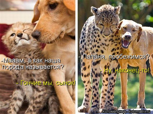 -Мааам, а как наша порода называется? - Гончие мы, сынок! - Папаня, пробежимся? - Ну, наконец-то!..... Котоматрица: -Мааам, а как наша порода называется? - Гончие мы, сынок! - Папаня, пробежимся? - Ну, наконец-то!..