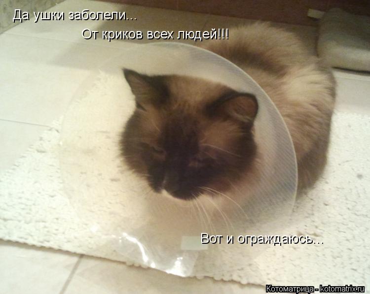Котоматрица: Да ушки заболели... От криков всех людей!!! Вот и ограждаюсь...