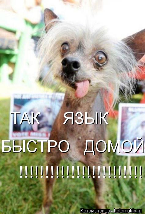 Котоматрица: ТАК     ЯЗЫК БЫСТРО   ДОМОЙ !!!!!!!!!!!!!!!!!!!!!!!!!!