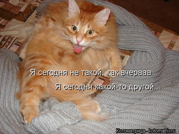 Котоматрица: Я сегодня не такой, как вчерааа.. Я сегодня какой-то другой...