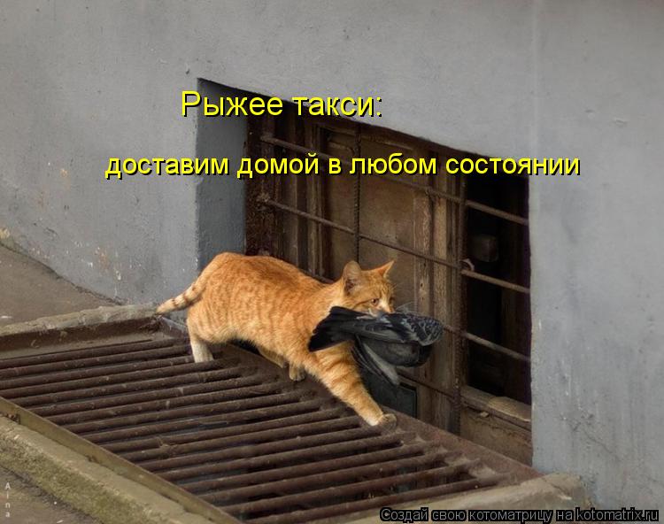 Котоматрица: доставим домой в любом состоянии Рыжее такси: