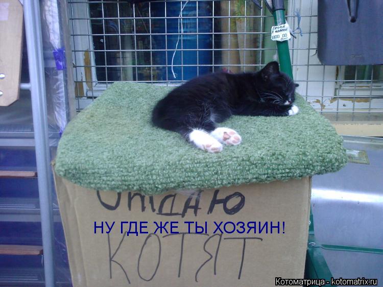 Котоматрица: НУ ГДЕ ЖЕ ТЫ ХОЗЯИН!