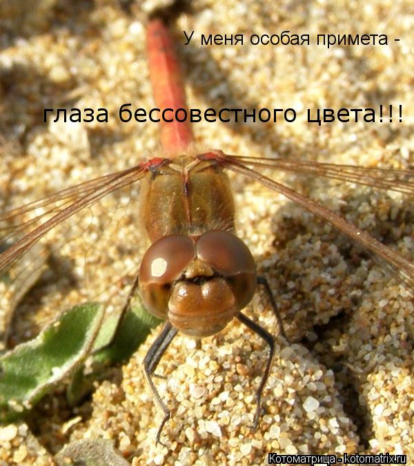 Котоматрица: У меня особая примета - глаза бессовестного цвета!!!