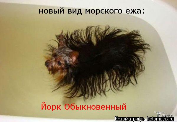 Котоматрица: Йорк Обыкновенный новый вид морского ежа: