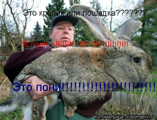 Котоматрица: Это кролик или лошадка???????  Я понял!!!!!!!!!!!!!!!!!!!!!!!!!!!!!!!! Это пони!!!!!!!!!!!!!!!!!!!!!!!!!!!! Это пони!!!!!!!!!!!!!!!!!!!!!!!!!!!!
