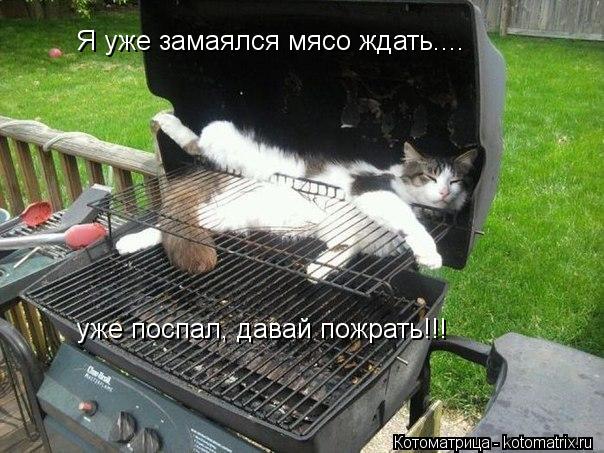 Котоматрица: Я уже замаялся мясо ждать.... уже поспал, давай пожрать!!!
