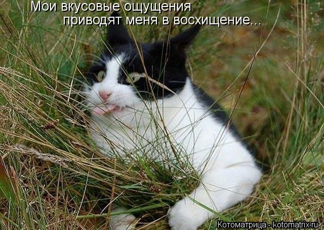 Котоматрица: Мои вкусовые ощущения  приводят меня в восхищение...
