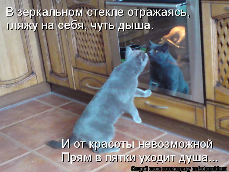 Котоматрица: В зеркальном стекле отражаясь,  гляжу на себя, чуть дыша. Прям в пятки уходит душа... И от красоты невозможной