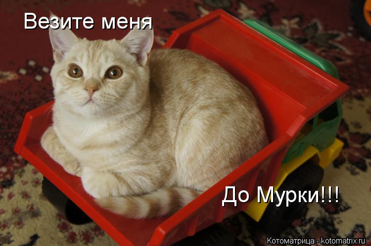 Котоматрица: Везите меня До Мурки!!!