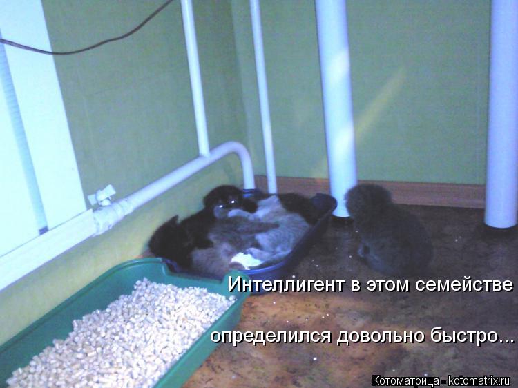 Котоматрица: Интеллигент в этом семействе  определился довольно быстро...