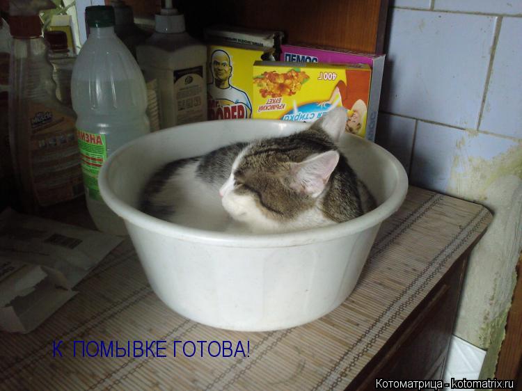 Котоматрица: К  ПОМЫВКЕ ГОТОВА!