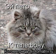 Котоматрица: Эй петр  К телефону...