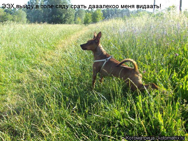 Котоматрица: ЭЭХ,выйду в поле сяду срать дааалекоо меня видаать!