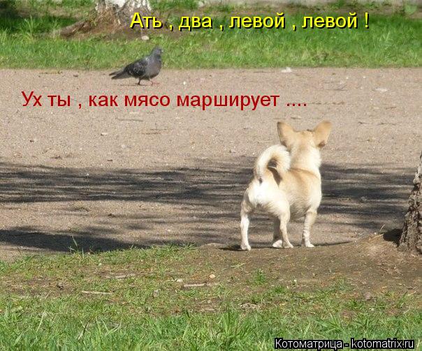 Котоматрица: Ать , два , левой , левой !  Ух ты , как мясо марширует ....