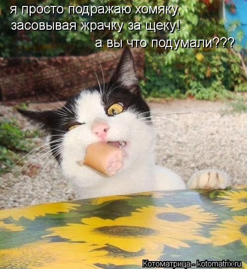 Котоматрица: я просто подражаю хомяку, засовывая жрачку за щеку! а вы что подумали???