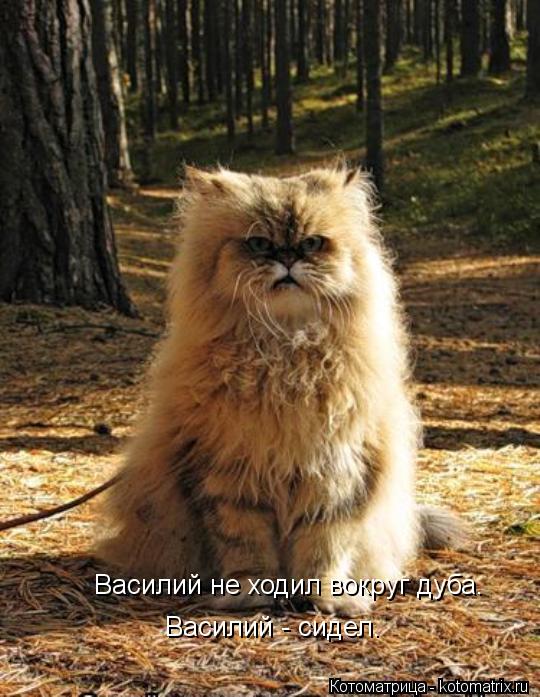 Котоматрица: Василий не ходил вокруг дуба. Василий - сидел.