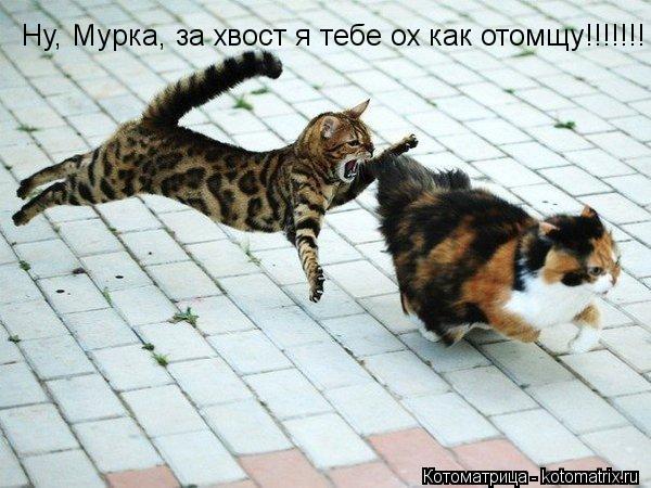 Котоматрица: Ну, Мурка, за хвост я тебе ох как отомщу!!!!!!!