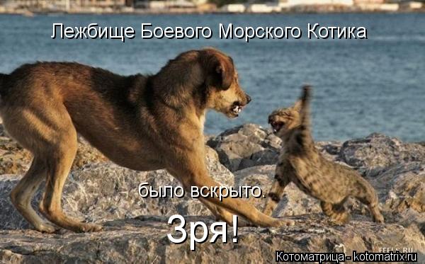 Котоматрица: Лежбище Боевого Морского Котика было вскрыто. Зря!