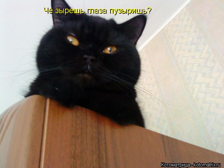Котоматрица: Чё зырешь,глаза пузыришь?