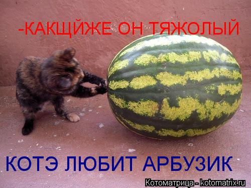Котоматрица: КОТЭ ЛЮБИТ АРБУЗИК -КАКЩЙЖЕ ОН ТЯЖОЛЫЙ