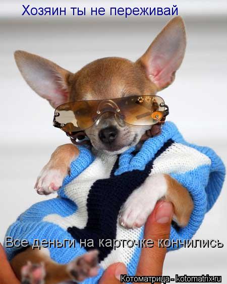 Котоматрица: Хозяин ты не переживай Все деньги на карточке кончились