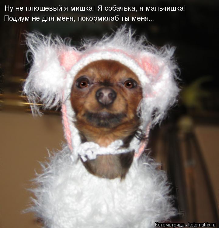 Котоматрица: Ну не плюшевый я мишка! Я собачька, я мальчишка!  Подиум не для меня, покормилаб ты меня...