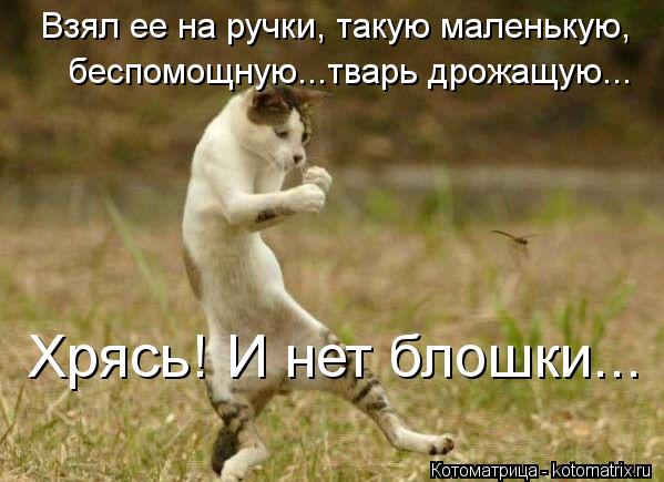 Котоматрица: Взял ее на ручки, такую маленькую,  беспомощную...тварь дрожащую... Хрясь! И нет блошки...