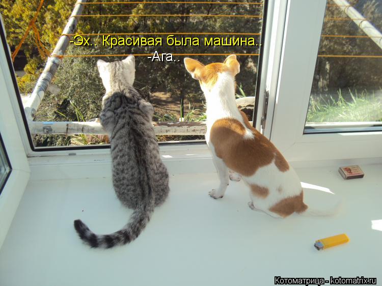 Котоматрица: -Эх.. Красивая была машина.. -Ага..