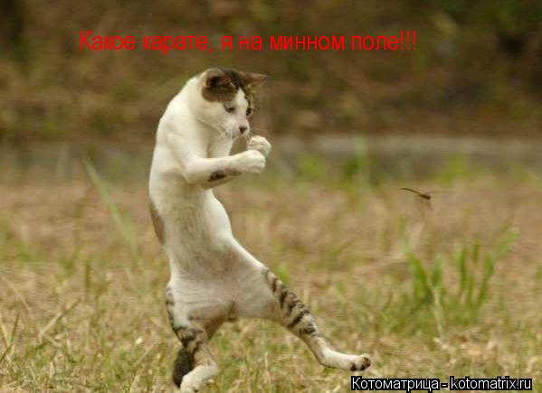 Котоматрица: Какое карате, я на минном поле!!!