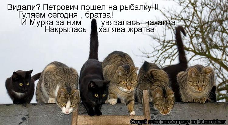 Котоматрица: Гуляем сегодня , братва! И Мурка за ним        увязалась, нахалка!  Накрылась     халява-жратва! Видали? Петрович пошел на рыбалку!!!