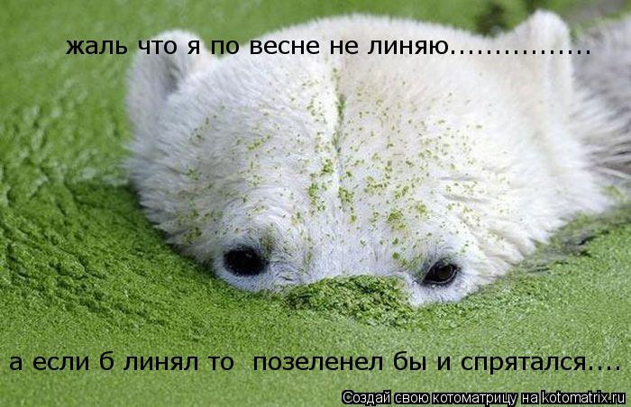 Котоматрица: жаль что я по весне не линяю................ а если б линял то  позеленел бы и спрятался....