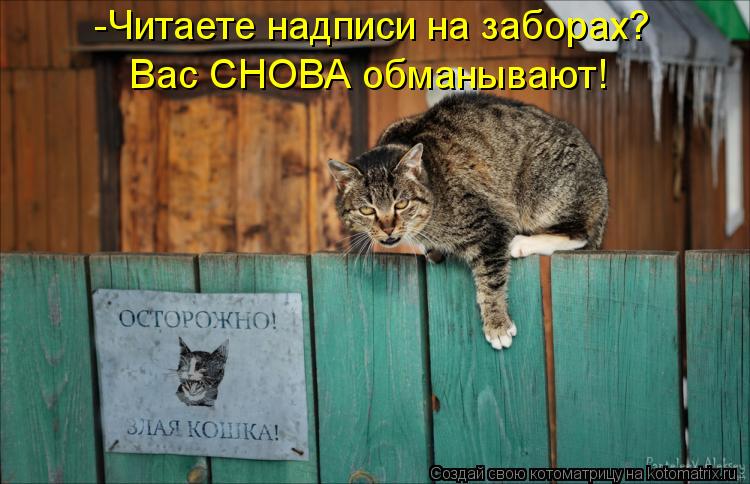 Котоматрица: -Читаете надписи на заборах? Вас СНОВА обманывают!