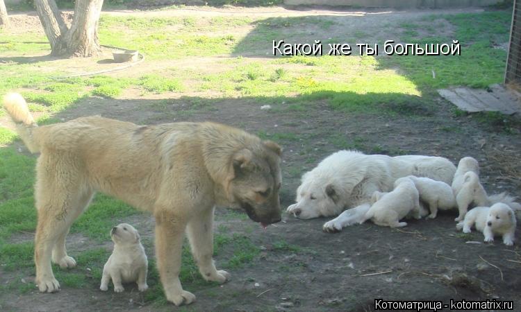 Котоматрица: Мне не досталось молока...А у тебя...одна соска...да не та... Какой же ты большой