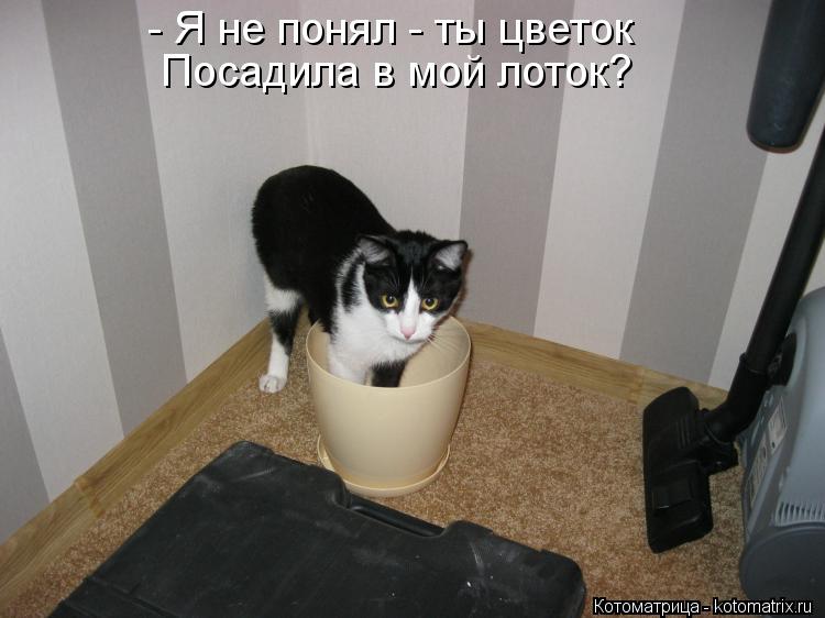 Котоматрица: - Я не понял - ты цветок  Посадила в мой лоток?